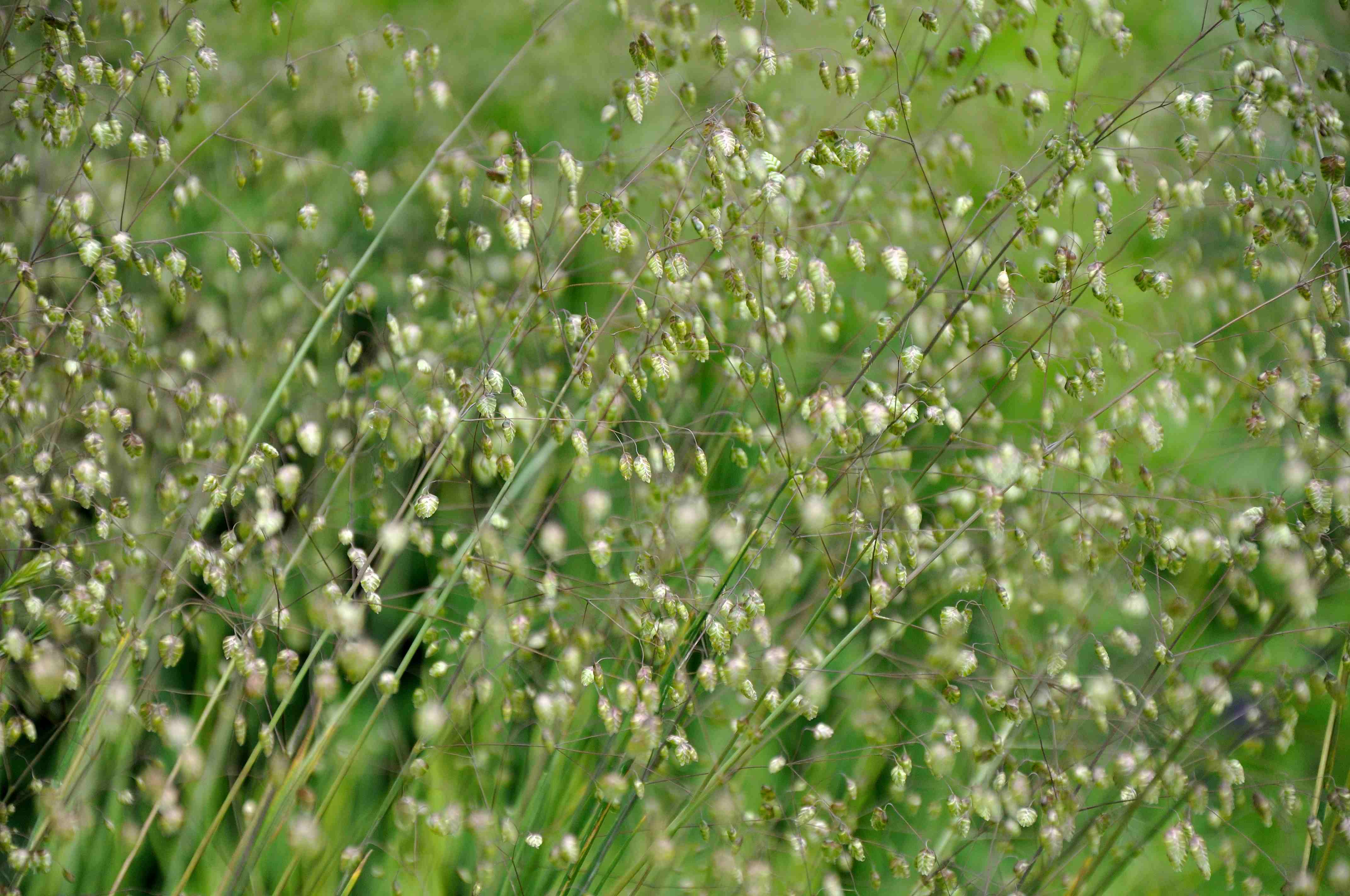 Briza media 'Limouzi'